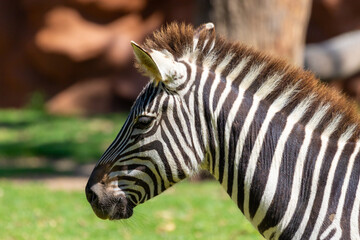 zebra close up