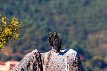 pair of vultures looking in opposite directions on a rock