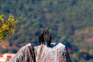 pair of vultures looking at each other on a rock