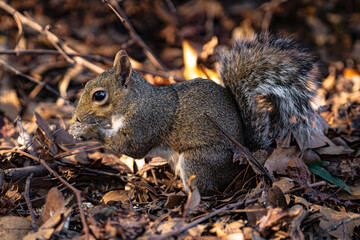 Fototapeta premium Squirrel Eating Seeds