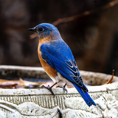 Blue Bird on a Bath