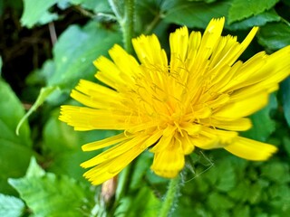close up of a yellow wild dandelion flower with green leaves in nature on a sunny summer day
