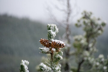Pinecones in tree up close