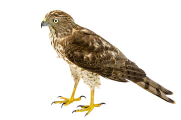 Hawk bird of prey PNG isolated on a transparent background