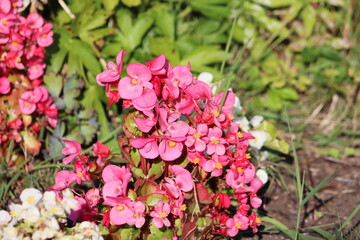 Begonia is a genus of perennial flowering plants in the family Begoniaceae. The genus contains more than 2,000 different plant species. The Begonias are native to moist subtropical and tropical.