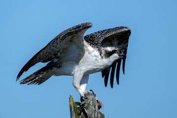 Juvenile female Osprey