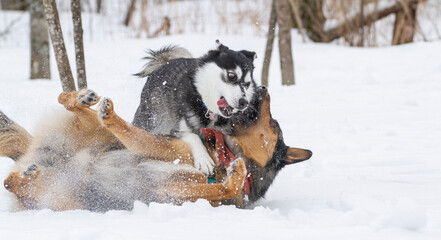 A German Shepherd and a Husky playing together in a snowy field.