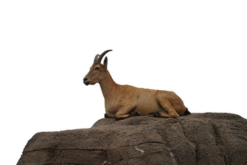 Alpine ibex PNG isolated on a transparent background