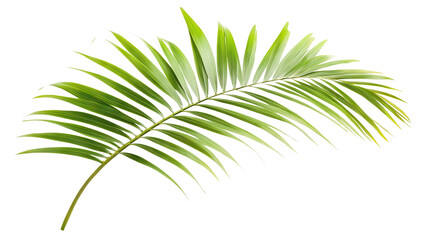 Obraz premium Tropical green palm leaf, cut out