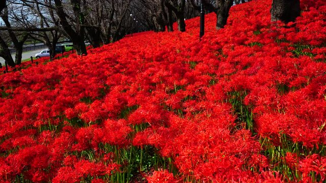 Red spider lilies&nbsp;(Lycoris radiata) at Satte's&nbsp;Gongendo park