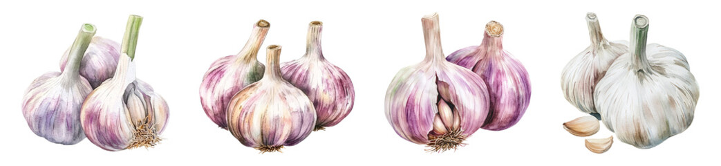 Watercolor Garlic PNG set