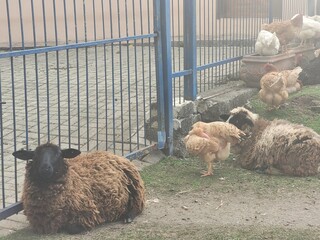 sheep and lamb