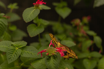 butterfly is drinking nectar © Maryna