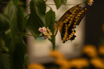 butterfly is drinking nectar © Maryna