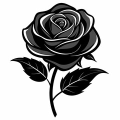 black rose vector illustration on a white background. 