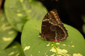 Butterfly on leaf with rings on the wings