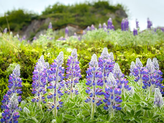 Obraz premium lupine in alaska