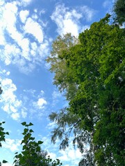 trees and sky