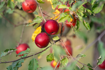 Juicy ripe sweet red apples growing on a branch in a sunny orchard
