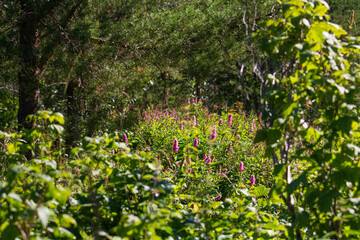 Summer dacha atmosphere on the Kola Peninsula. Flowers in the garden
