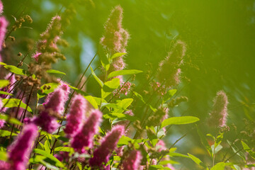 Summer dacha atmosphere on the Kola Peninsula. Flowers in the garden