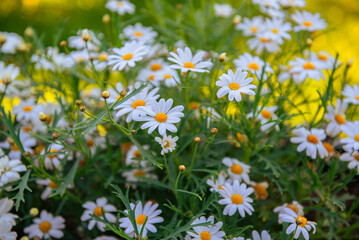 Fototapeta premium Wild chamomile on a meadow in a sunny day.