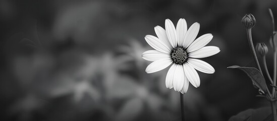Black And White Nature Flower