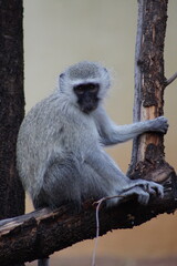 Monkey on branch