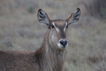 Waterbuck in africa