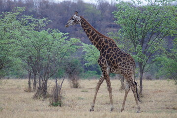 Walking giraffe