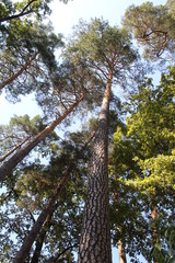 Fototapeta premium trees in the woods, forest trees in nature, trees and sky, trees in the forest 