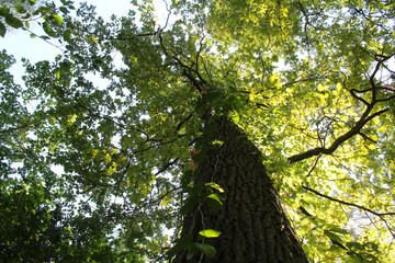 Fototapeta premium tree in the forest, forest trees in nature