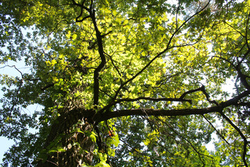 leaves in the sun, branches with green leaves on the background of the blue sky