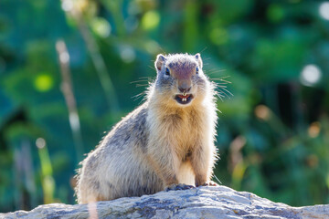 Columbian ground squirrel (Urocitellus columbianus) looking directly at the camera at Logan Pass in Glacier National Park, Montana, USA