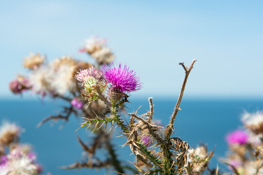 Distel bl&uuml;ht Meereshintergrund