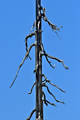 Dead tree abstract. Barkless fire scorched tree, east of Ebbetts Pass, California 