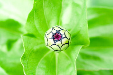 Close up from above of a Zinnia bloom that is not yet opened with green surrounding the bud from the foliage. 
