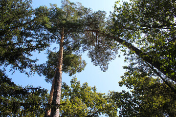 forest trees in nature, trees and sky, trees in the forest