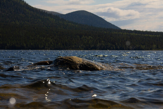 The coastline of the White Sea, in summer, in July, in the Murmansk region, in the north.Tourism, deserted place of rest