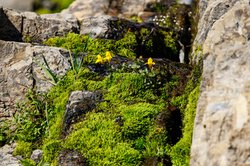 Close up of green moss, grass and a yellow flower growing on a wet rock in Glacier National Park. Selective focus, background and foreground blur