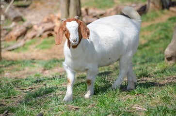 An adult Boer goat, livestock, grazing on pasture in Virginia, United States. Naturalized livestock...