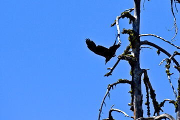 Crow jumps into dive after watching chipmunk from tall dead tree, Ebbetts Pass, Sierra Nevada Mountains, California 