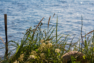 The coastline of the White Sea, in summer, in July, in the Murmansk region, in the north.Tourism, deserted place of rest