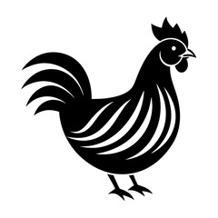 rooster isolated on white background