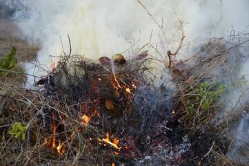 fire and acrid thick smoke from burning dry leaves, branches and grass. damage to the environment and harm to the health of surrounding people. environmental problems in villages and summer cottages