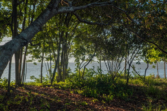 Floresta amazonica na Ilha de Cotijuba, par&aacute;, brasil