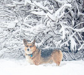 Corgis are a very energetic and playful breed. Here is a Pembroke corgi playing in a snowfall in Virginia. The snow lightly covered all the branches, trees and ground. 