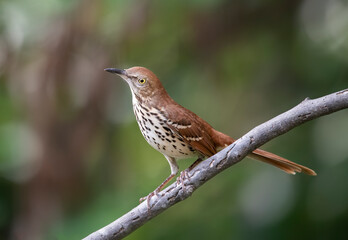 brown thrasher