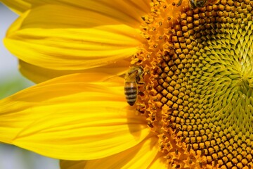 Sunflower with Bee in Action