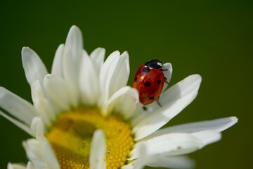 Close-Up of a Ladybird on a Daisy © Anna Rupprecht
